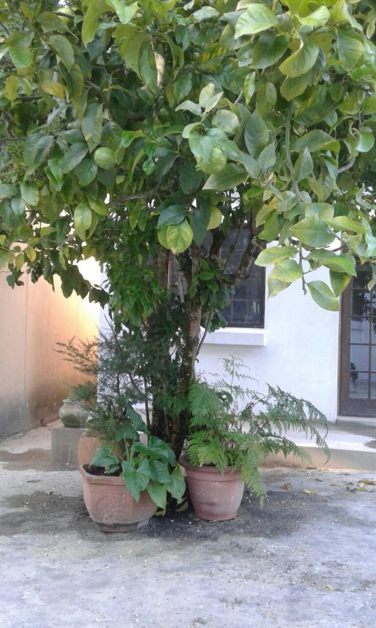 Ville Agape Coldstream Ngoại thất bức ảnh